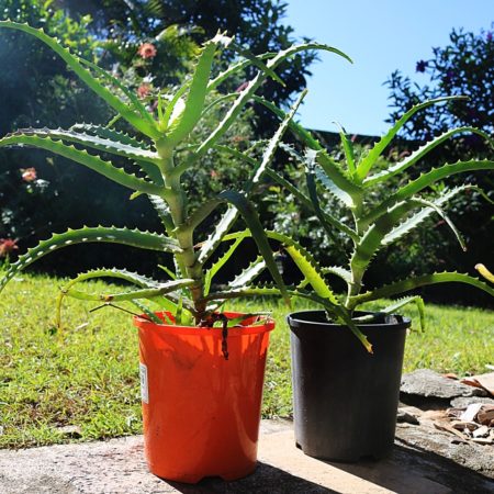 Aloe Vera Plant