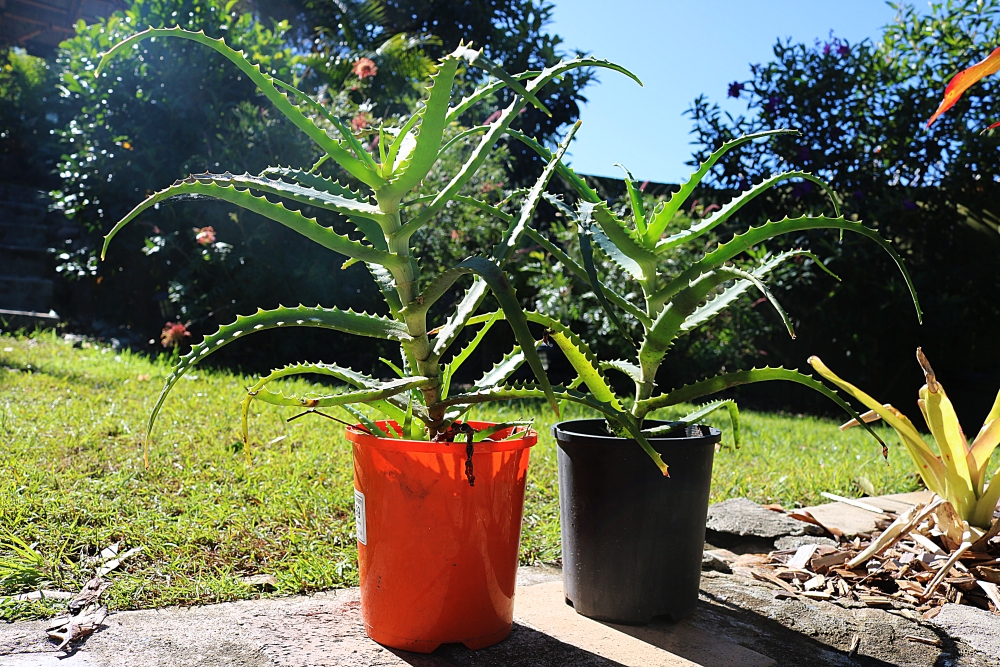 Aloe Vera Plant