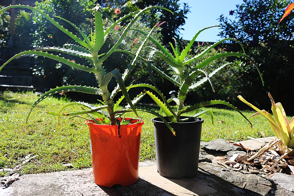 Aloe Vera Plant - Image 4