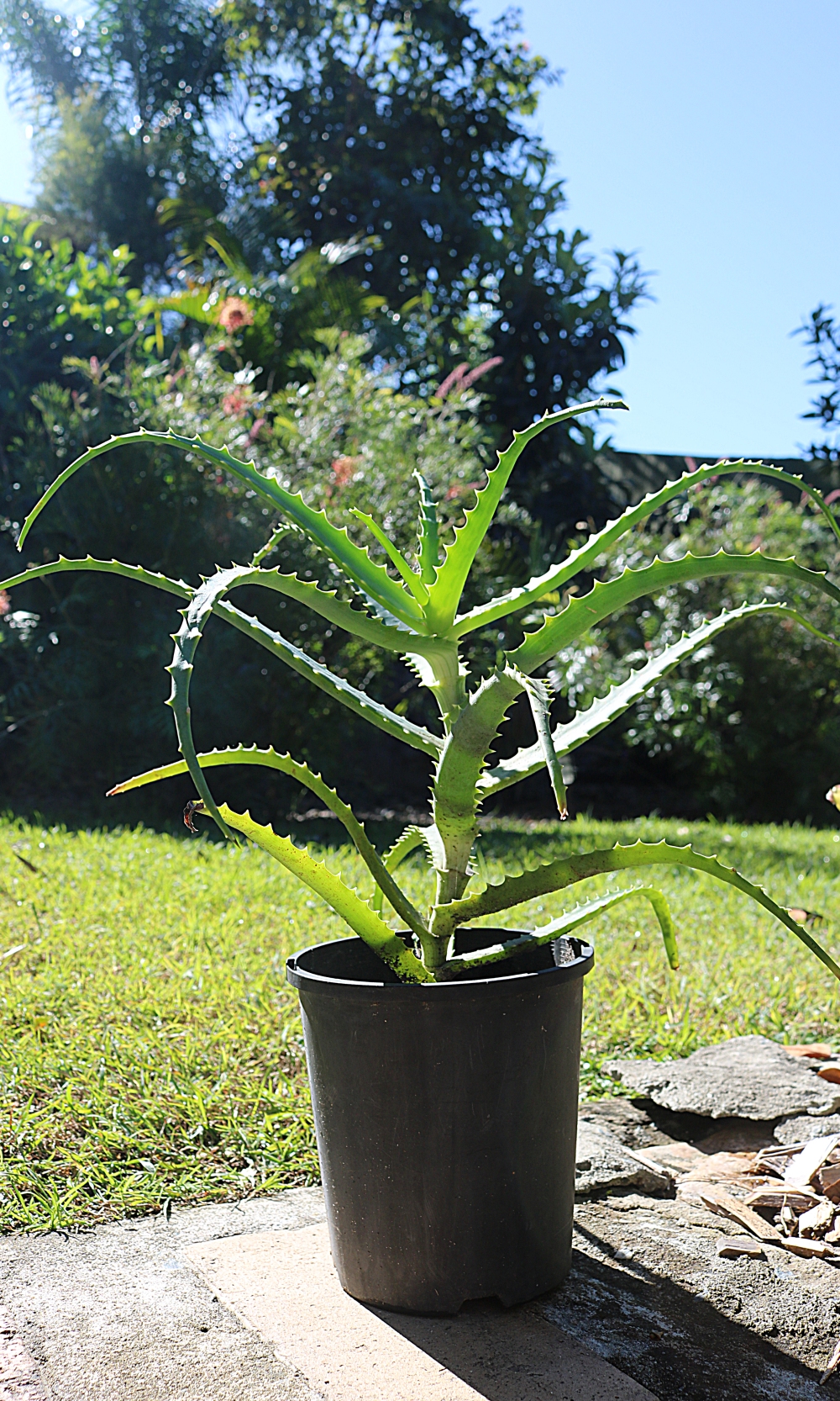 Aloe Vera Plant - Image 3