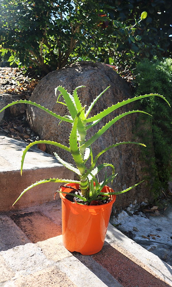 Aloe Vera Plant - Image 2